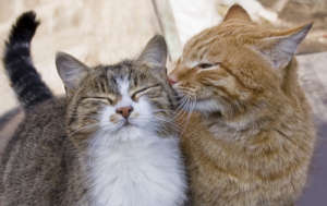 FCCO Spay/Neuter Clinics for Feral and Stray Cats