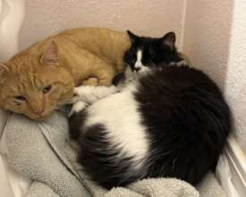 Minnie Winnie + Oreo snuggled together