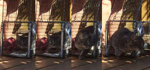 Being released from her trap - off in a flash!