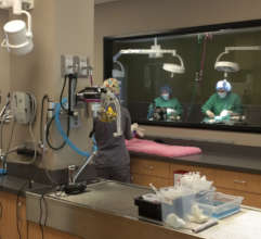 Cats being spayed/neutered