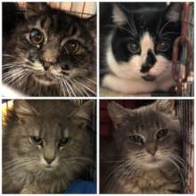 Some of the 137 cats from one colony