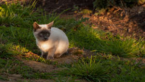 One of Barney's kittens