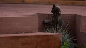 Barney's kitten checks out trap