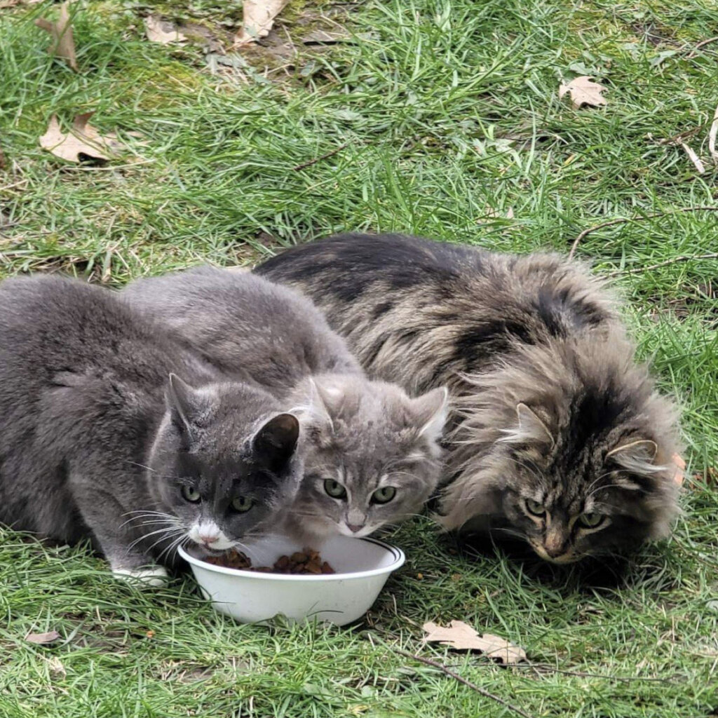 3 cats eating