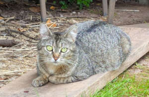 Willow