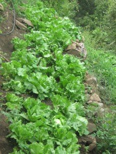 Help Guatemalan Families Grow Vegetable Gardens