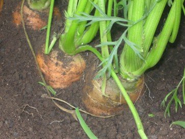Help Guatemalan Families Grow Vegetable Gardens