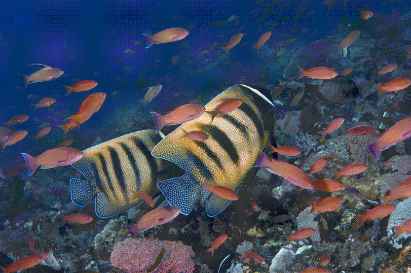 Reduce Overfishing in the Coral Triangle
