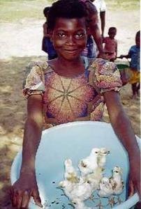 Newcastle Disease Control in Chickens, Ethiopia