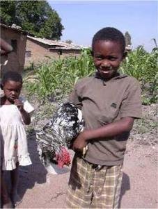 Newcastle Disease Control in Chickens, Ethiopia