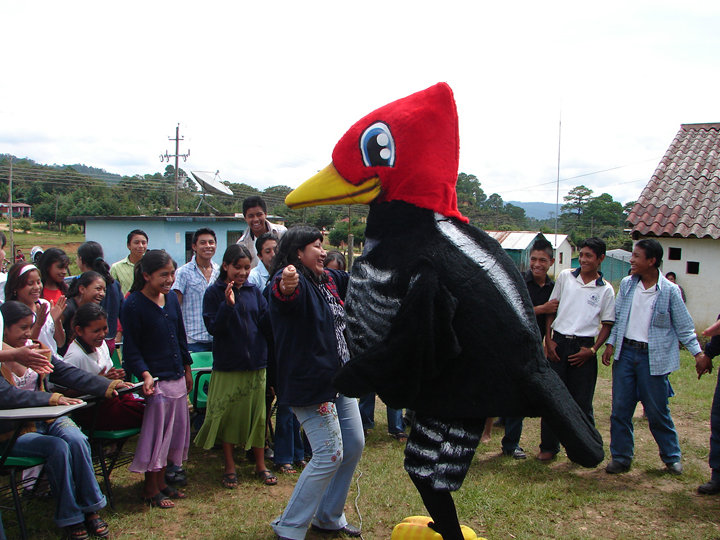 Protect Threatened Species in the Tropical Andes