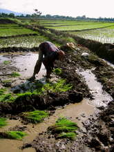 Rice fields