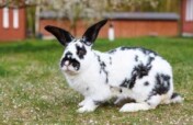 A rabbit breeding farm for youth in Uganda