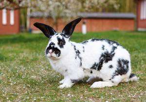 A rabbit breeding farm for youth in Uganda