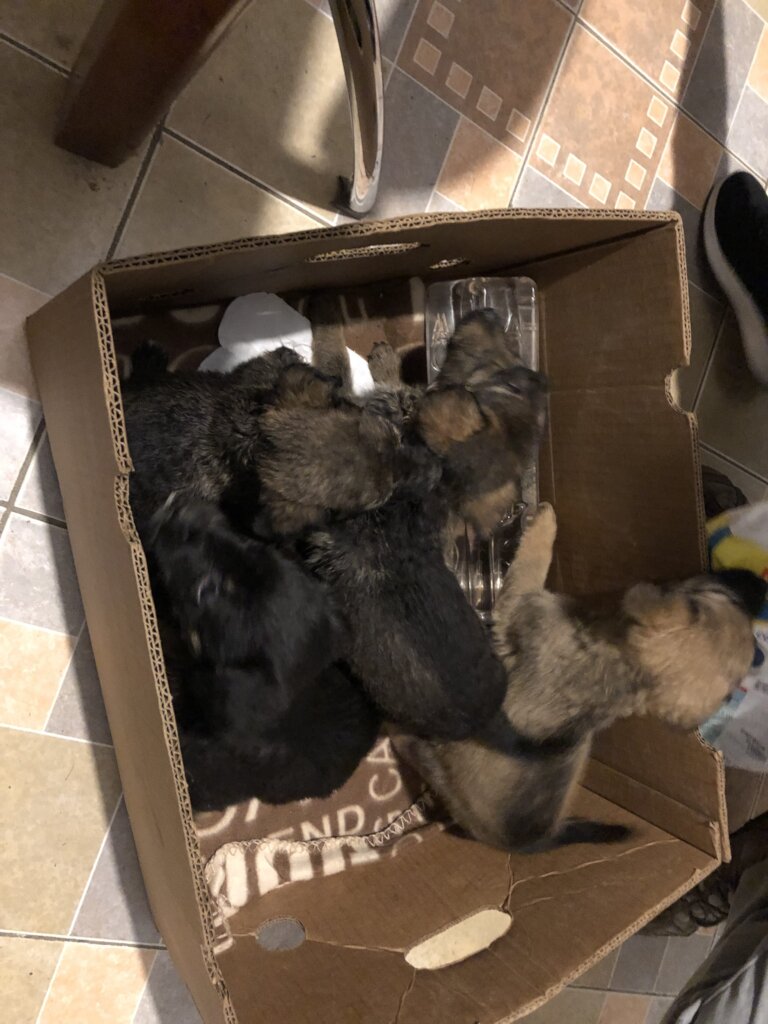 Veterinary ambulance for spaying campaigns