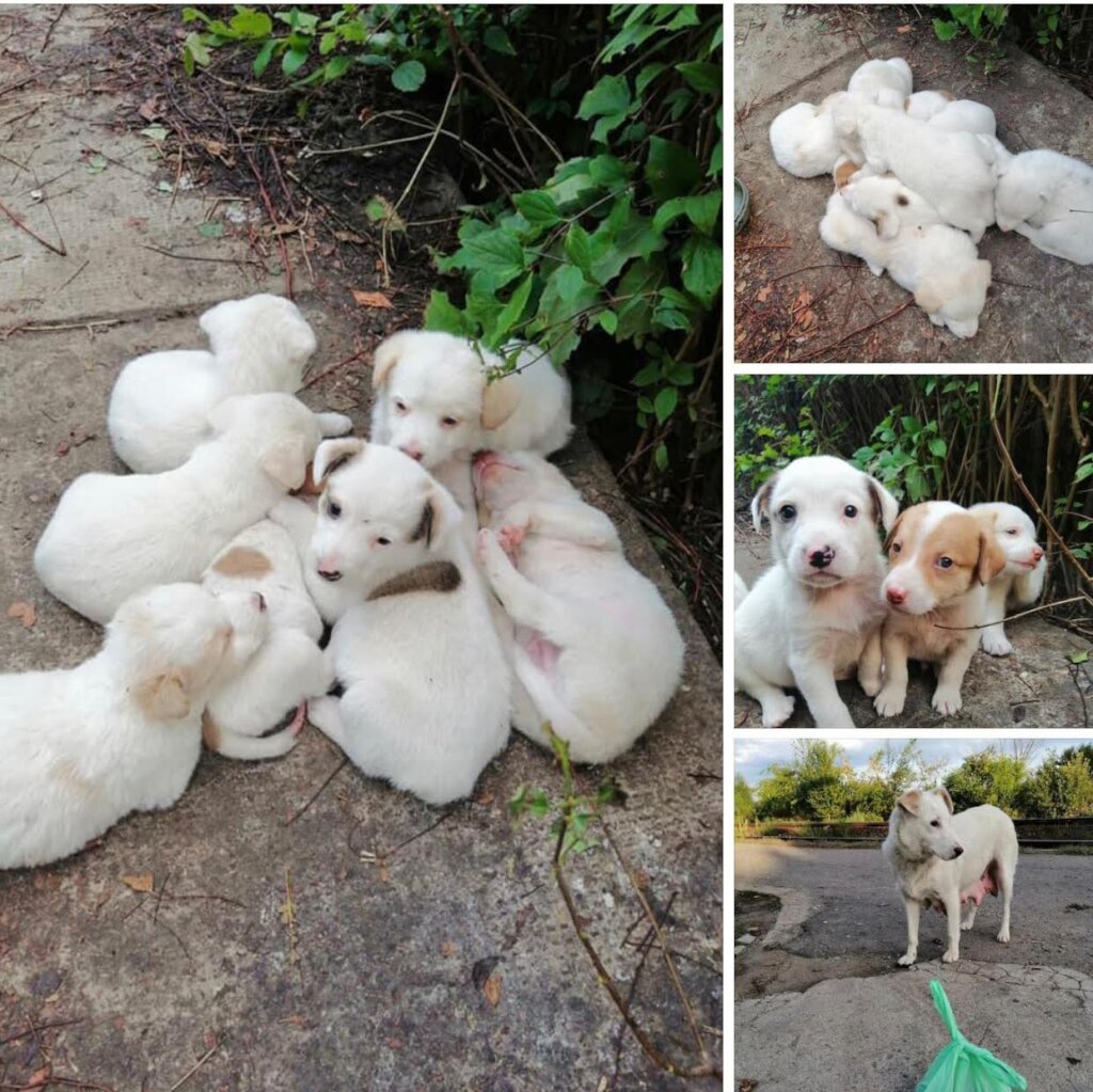 Veterinary ambulance for spaying campaigns