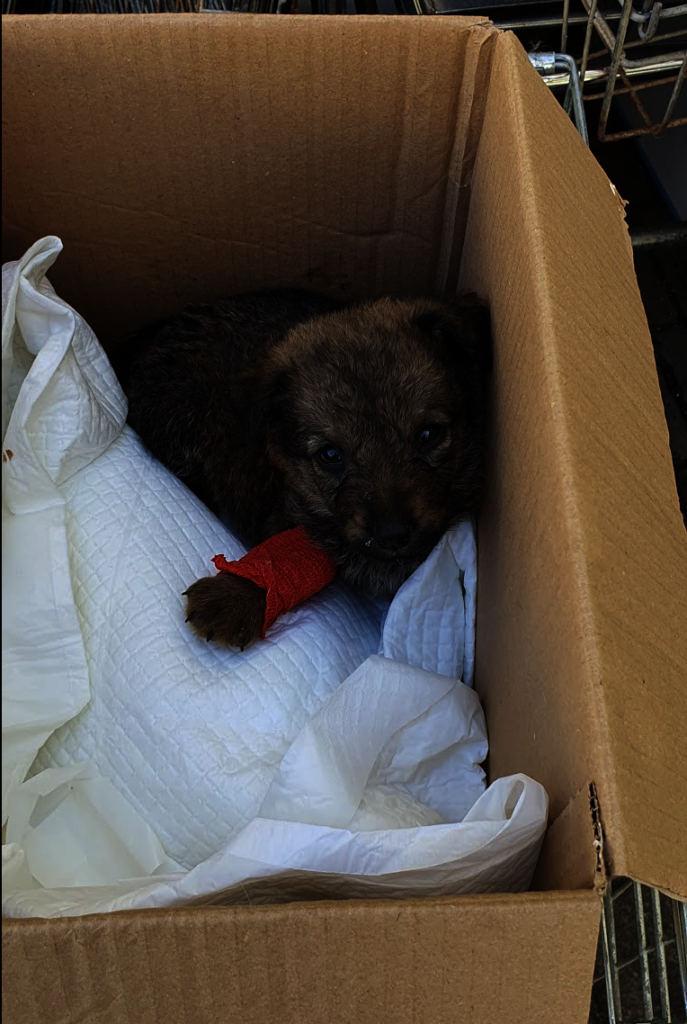 Veterinary ambulance for spaying campaigns