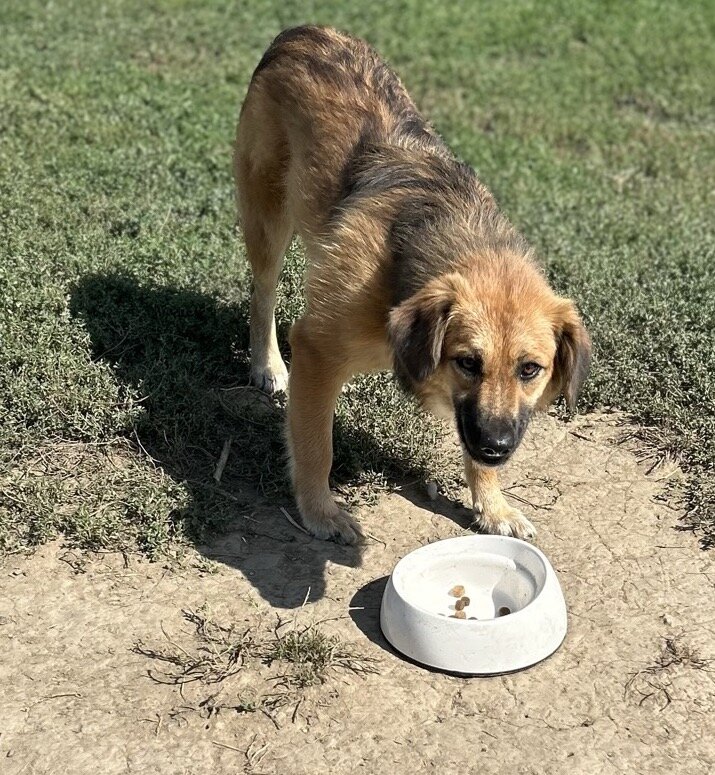 Food for the animals in our care