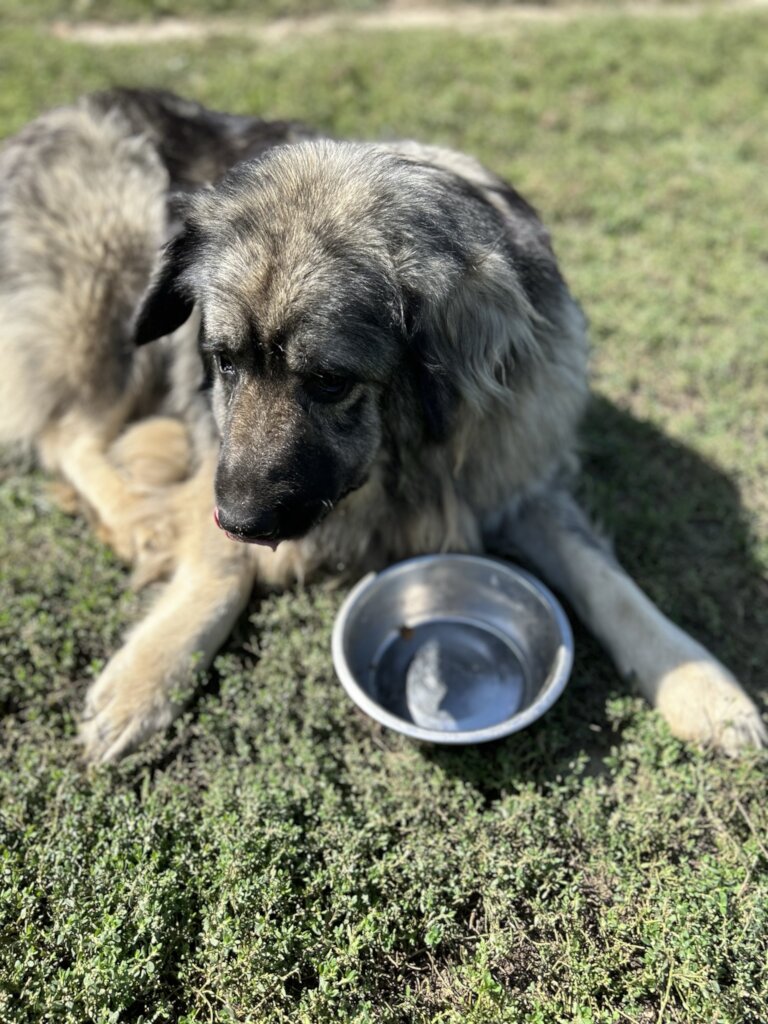 Food for the animals in our care