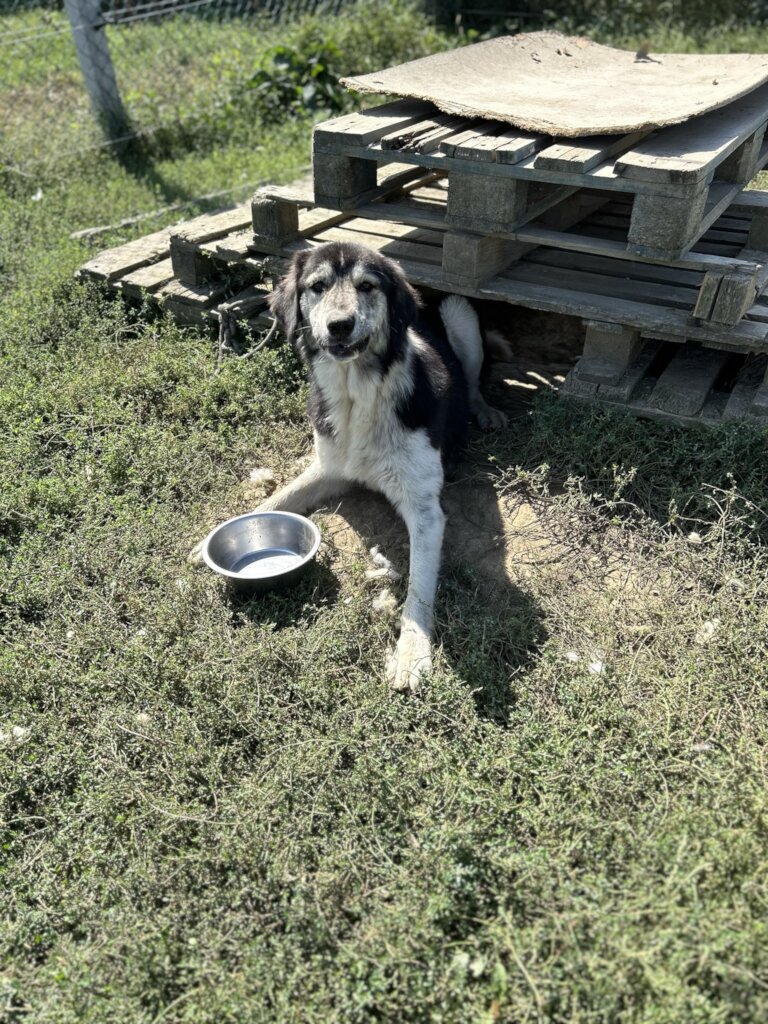 Food for the animals in our care