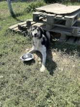 Food for the animals in our care