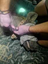 Collaring the female spotted hyena