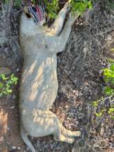 Young male lion being collared