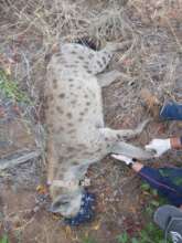 Collared Spotted Hyena