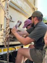 Collaring a male lion before being relocated