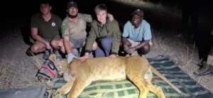 Lioness collared