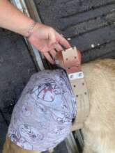 Placing a collar on a lioness