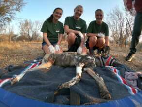 Male African Wild dog about to be collared