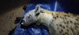 Spotted Hyena with a collar that was replaced