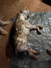 Collared Female Spotted Hyena