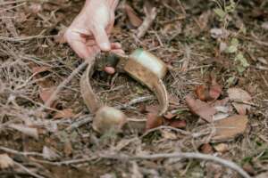 Collar found after being ripped from the hyena
