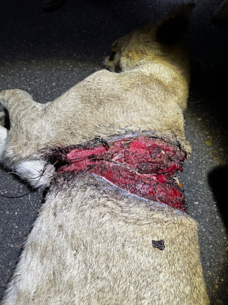 Wildlife research collars