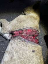 Lion cub with a snare wound