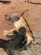 Lioness killed in a snare