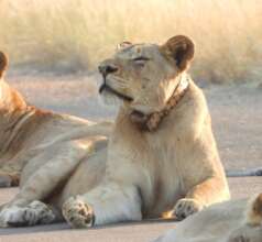 Collared young male lion