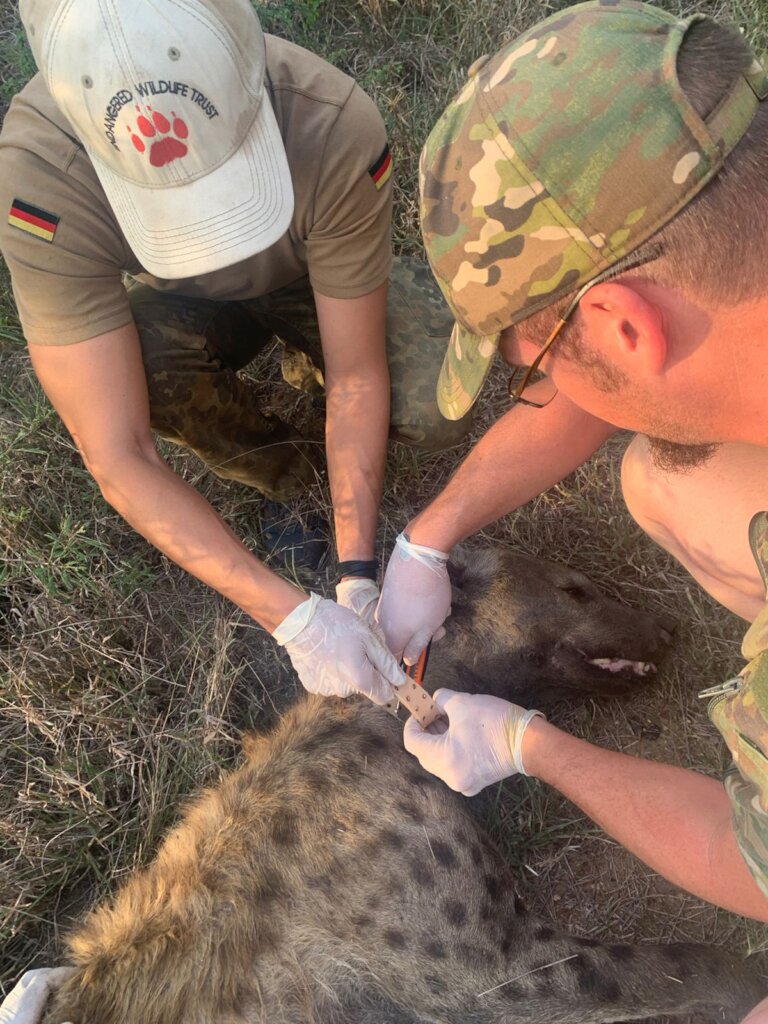 Wildlife research collars