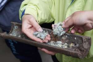 Making Indigenous micro-organisms for bokashi