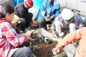 Preparing seedlings as part of their FMA training