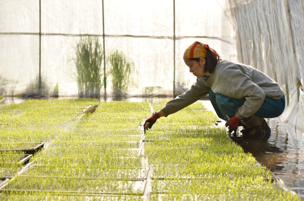 Morning seedlings preparation