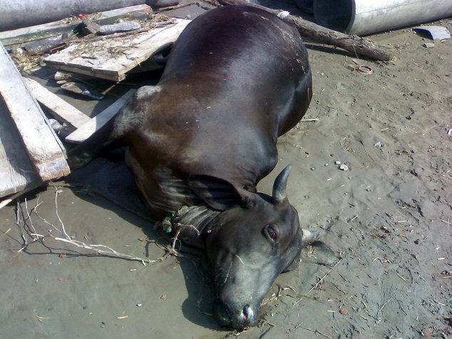 Infectious Disease Monitoring in Rural Pakistan