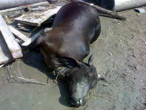 a cause of infectious disease spreading
