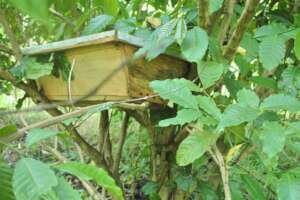 One farmer has has beehive in a coffee tree