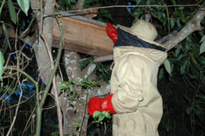 Farmer harvesting honey