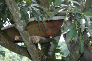 Colonized hive
