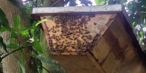 The beehives are all colonized and established
