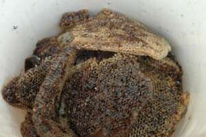 6 Kgs of honey